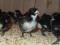 Мясо яичные цыплята мастер грей, ред бро, голошейка, доминант, несушки. Фото 5.