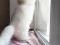 Белоснежный пушистый котик ищет дом. Фото 5.