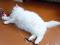 Белоснежный пушистый котик ищет дом. Фото 7.