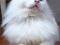 Белоснежный пушистый котик ищет дом. Фото 8.
