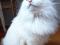 Белоснежный пушистый котик ищет дом. Фото 9.
