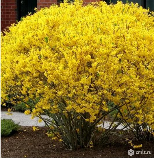 Форзиция. Фото 1.