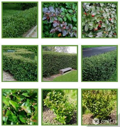 Кизильник блестящий. Фото 1.