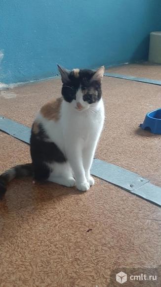 Кошка богатка в добрые руки. Фото 1.