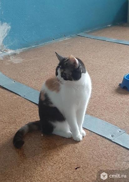 Кошка богатка в добрые руки. Фото 2.