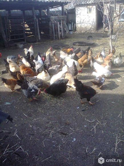 Петухи. Фото 1.