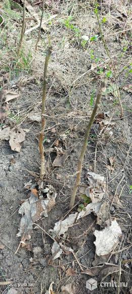 Саженцы грецкого ореха. Фото 1.