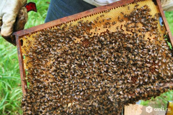 Пчелосемьи. Фото 1.
