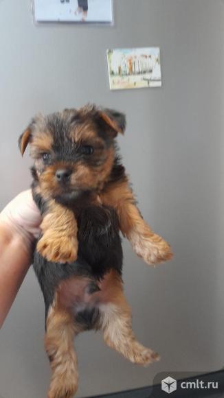 Продам йоркширского терьера ,им 1месяц и неделя ,3 мальчика и 1 девочка ,кушают сами ,игривые. Фото 1.