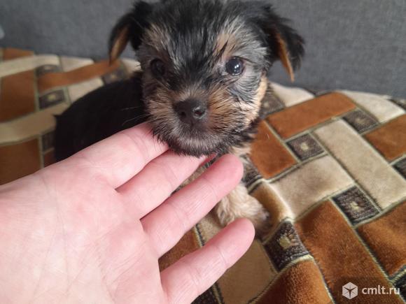 Продам йоркширского терьера ,им 1месяц и неделя ,3 мальчика и 1 девочка ,кушают сами ,игривые. Фото 5.