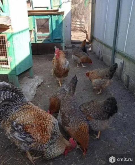 Инкубационное яйцо кур Билефельдер.. Фото 1.