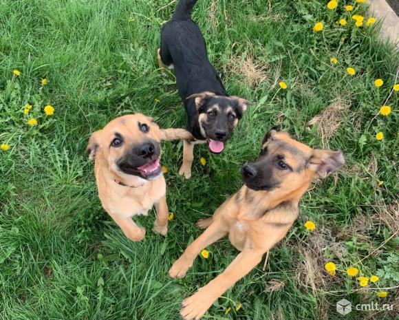 Щенкам нужен дом. Фото 1.