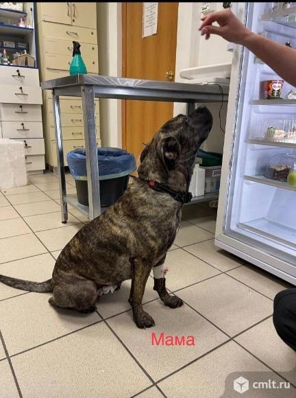 Щенкам нужен дом. Фото 6.