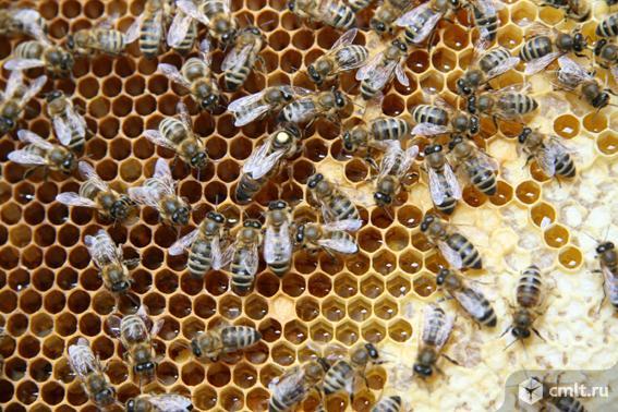 Продажа пчелиных маток 2024. Фото 1.
