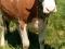 Продаю корову первотелка доет молока 22-24л. Фото 2.