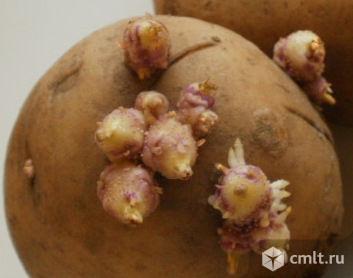 Семенной картофель ЭЛИТА. Фото 1.