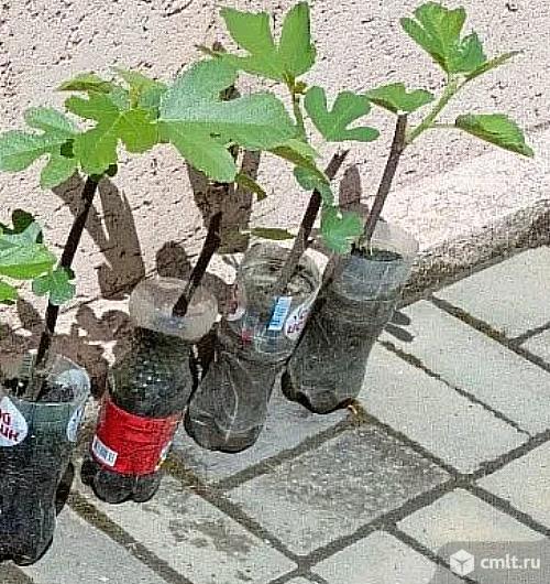 Инжир Брунсвик,Узбекский жёлтый,Крымский чёрный,Фиолетовый. Фото 10.