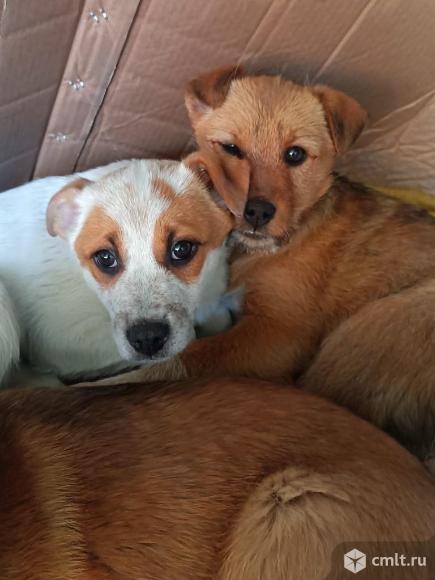 Щенки. Фото 1.