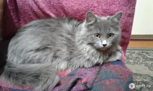 Котик мейн кун. Фото 1.