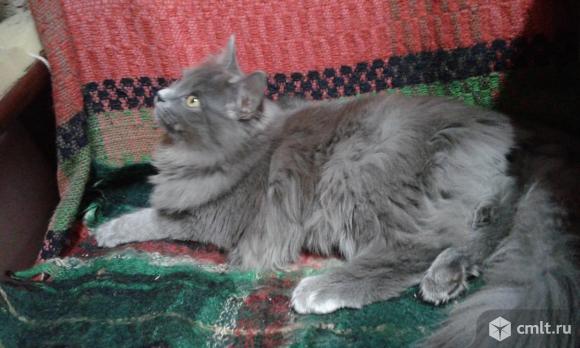Котик мейн кун. Фото 4.