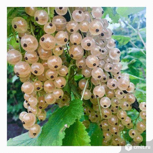 Смородина белая Смольяниновой. Фото 1.