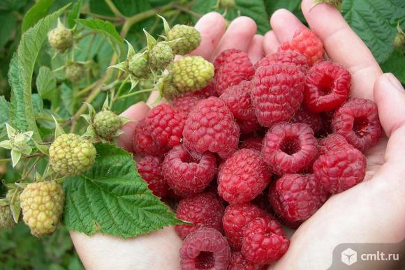 Малина летняя. Фото 1.