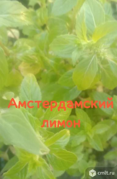 Мята пряные травы многолетние цветы и кустарники. Фото 1.