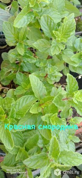 Мята пряные травы многолетние цветы и кустарники. Фото 6.
