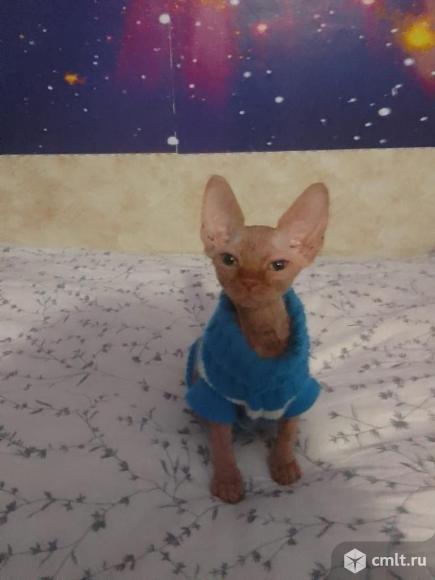 Отдам котенка сфинкса, мальчик 3 месяца.. Фото 1.