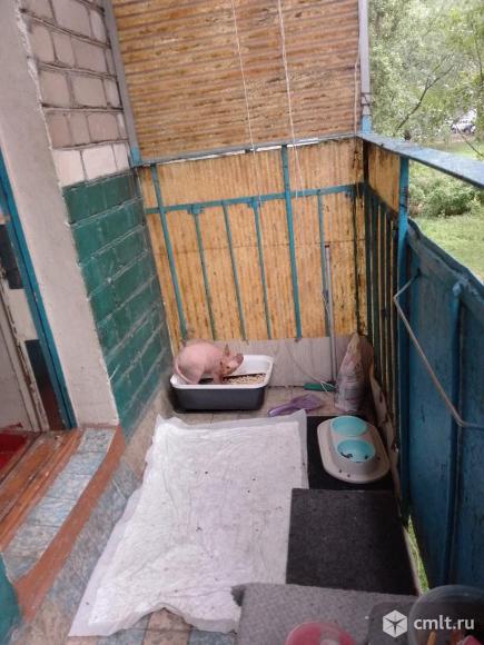 Отдам котенка сфинкса, мальчик 3 месяца.. Фото 3.