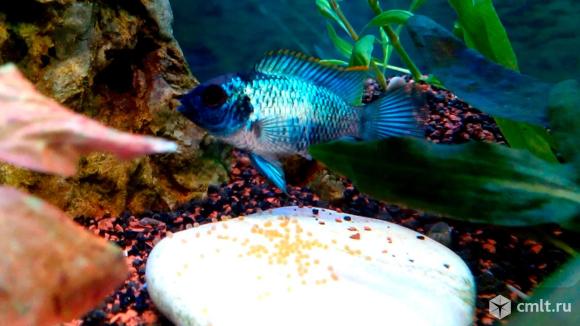 Цихлида наннакара неоновая. Фото 4.