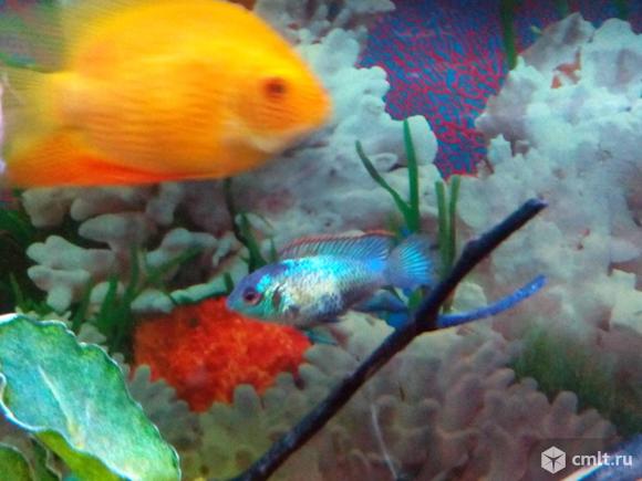Цихлида наннакара неоновая. Фото 1.