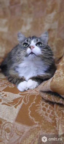 Отдам в добрые руки. Фото 1.