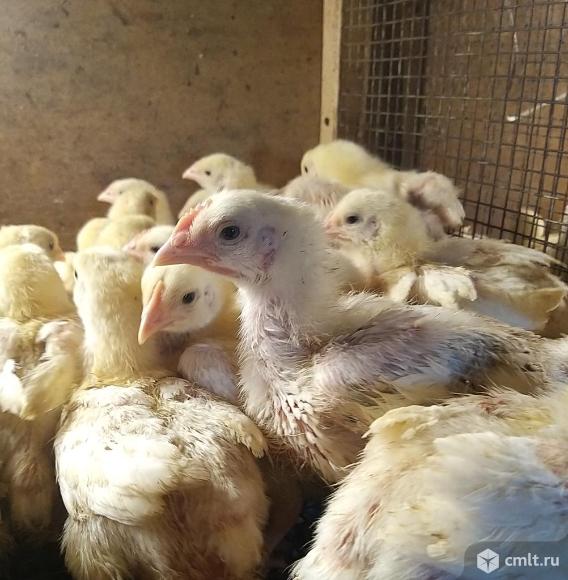Цыплята бройлер подрощенный и суточник. Фото 1.