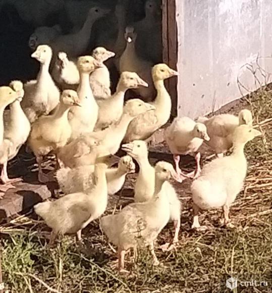 Гусята Линда подрощенные. Фото 1.