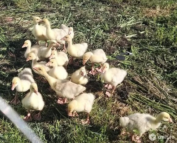 Гусята Линда подрощенные. Фото 4.