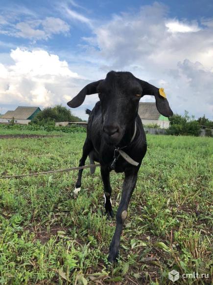 Дойная коза нубийской породы. Фото 1.