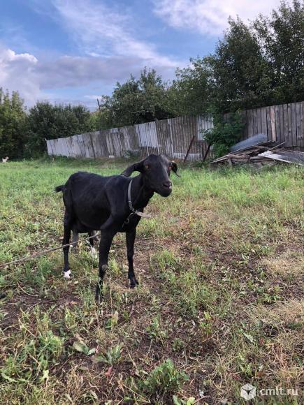 Дойная коза нубийской породы. Фото 3.