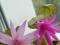 Рипсалидопсис, пасхальник. Фото 3.