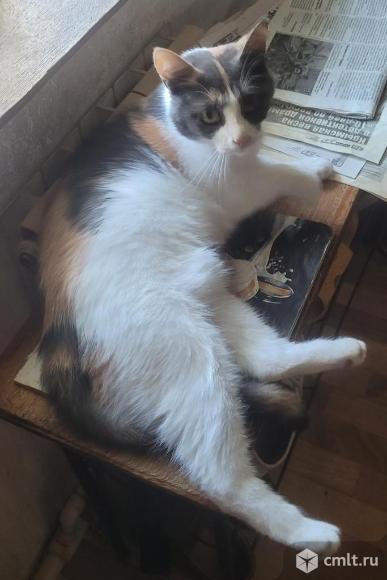 Кошка трехцветка в добрые руки. Фото 1.