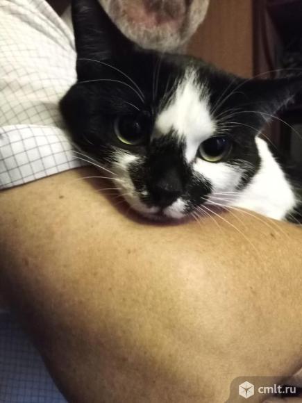 Кошкам с дачи нужен дом. Фото 1.