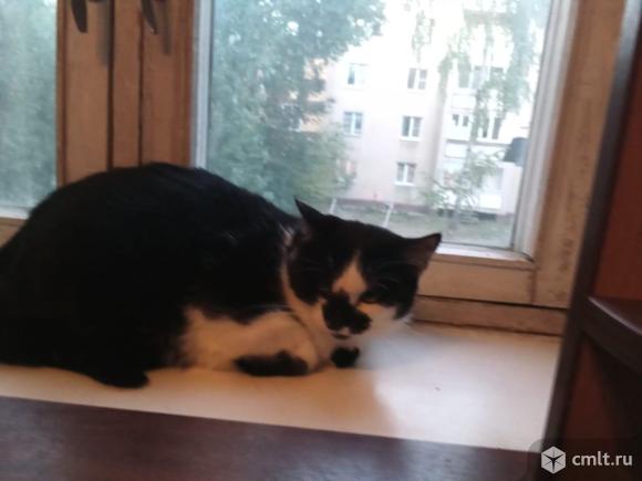 Кошкам с дачи нужен дом. Фото 3.