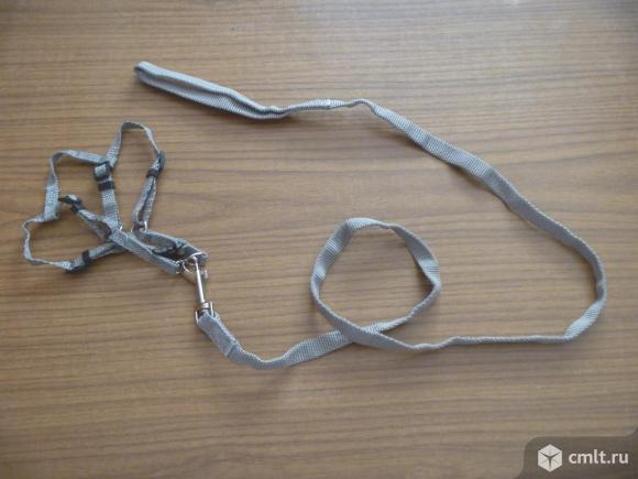 Шлейка для кота, новая, 500 р. Фото 1.