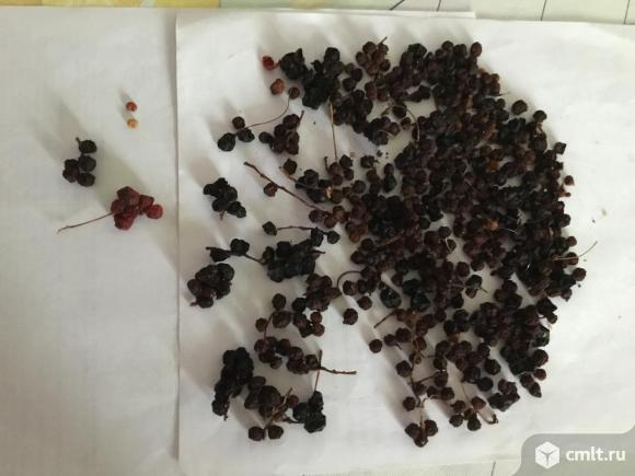 Лимонник китайский. Саженцы.. Фото 9.