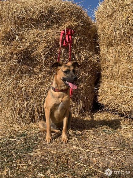 Собачка руби в добрые руки. Фото 1.