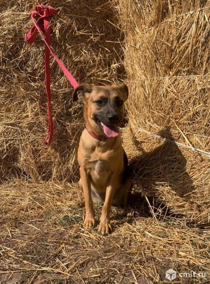 Собачка руби в добрые руки. Фото 2.