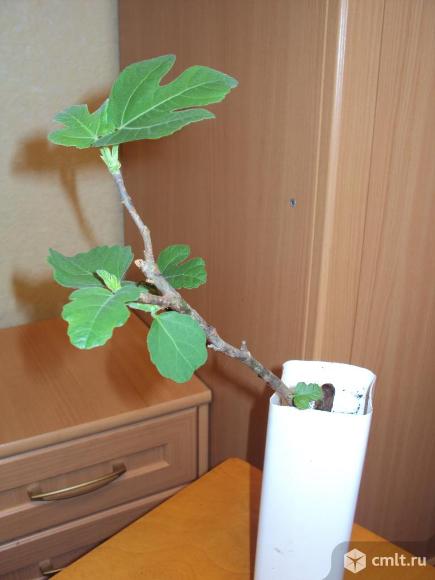 Золотой ус. Лавр. Инжир зимостойкий. Мята. Каланхоэ. Фото 9.