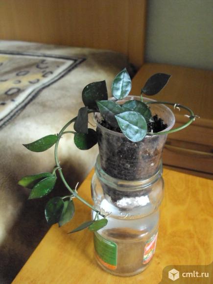 Хойя Лакуноза. Фото 4.