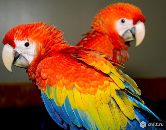 Красный ара (Ara macao) - ручные птенцы из питомника. Фото 1.