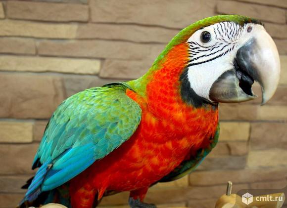 Гибрид попугаев ара - ара Арлекин. Фото 1.